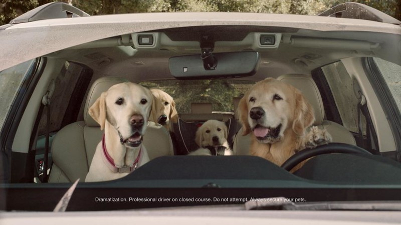 強打《Subaru Ascent》品牌最新廣告影片汪星人當主角 強打《Subaru Ascent》品牌最新廣告影片汪星人當主角