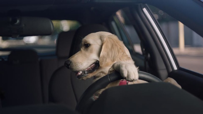 強打《Subaru Ascent》品牌最新廣告影片汪星人當主角 強打《Subaru Ascent》品牌最新廣告影片汪星人當主角