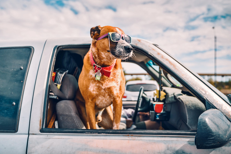 《毛小孩乘車露營去》(一)別讓愛犬在 車內開趴!更別讓 激動戰犬 跳窗輕生! 《毛小孩乘車露營去》(一)別讓愛犬在 車內開趴!更別讓 激動戰犬 跳窗輕生!