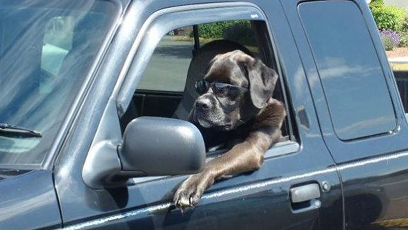《毛小孩乘車露營去》(一)別讓愛犬在 車內開趴!更別讓 激動戰犬 跳窗輕生! 《毛小孩乘車露營去》(一)別讓愛犬在 車內開趴!更別讓 激動戰犬 跳窗輕生!